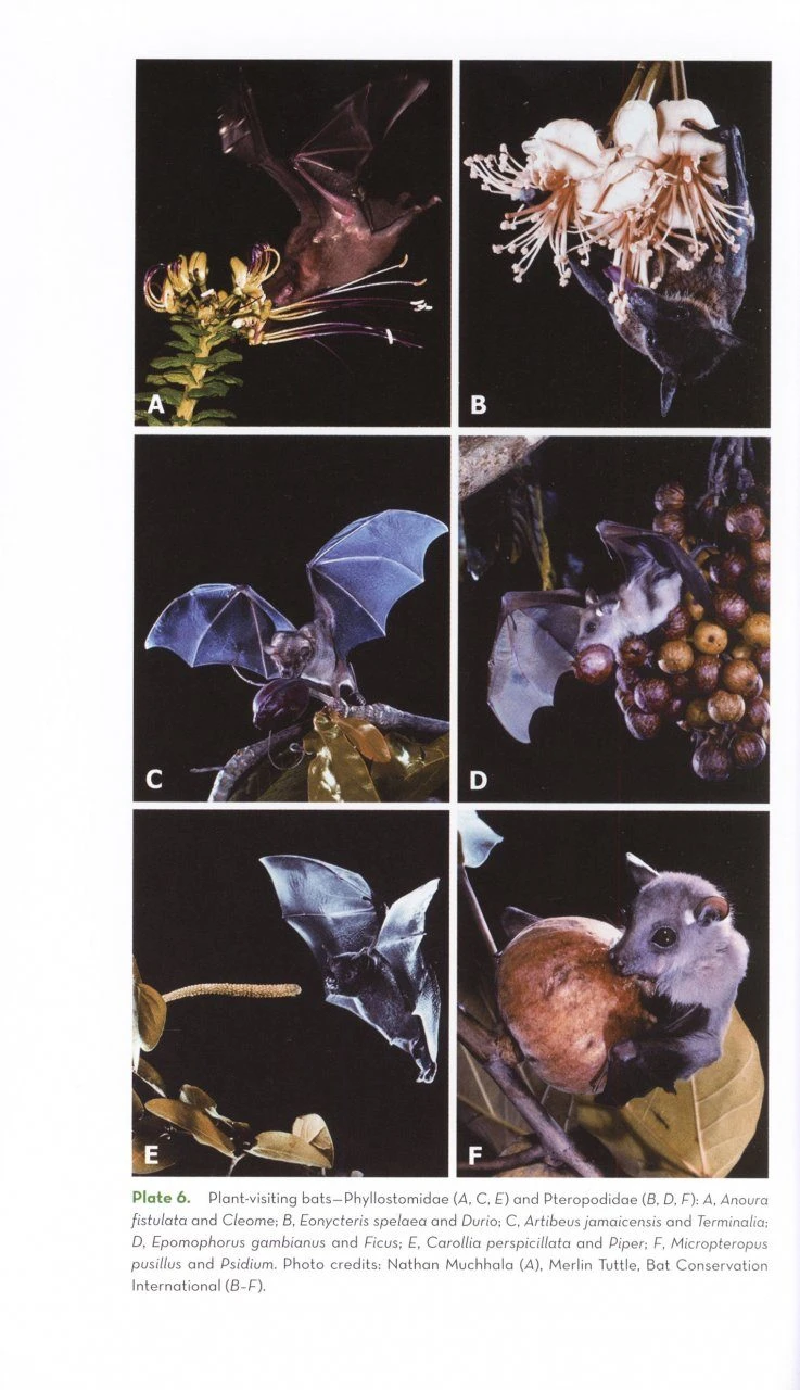 The Ornaments Of Life 4 The Ornaments Of Life - Image 4