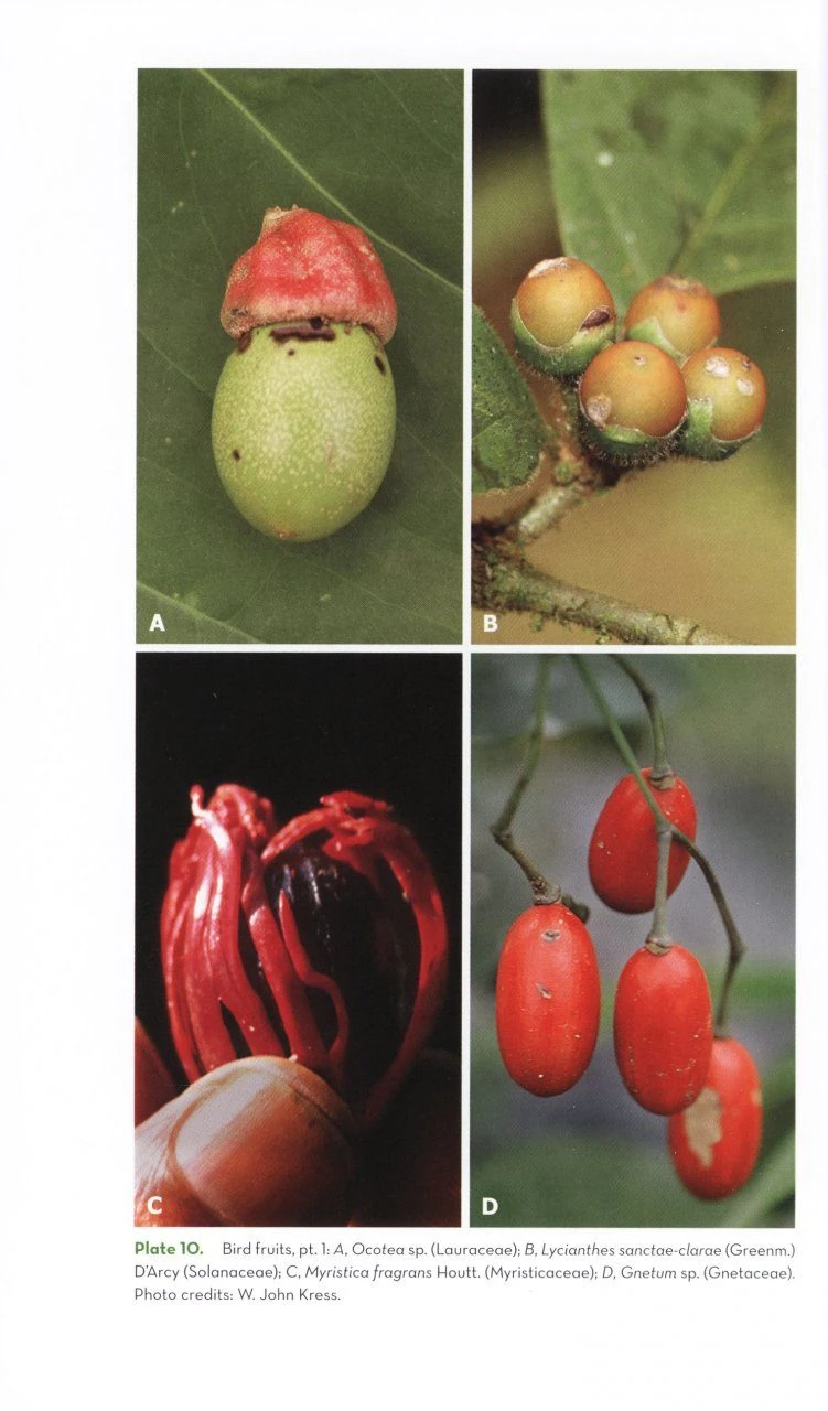 The Ornaments Of Life 5 The Ornaments Of Life - Image 5