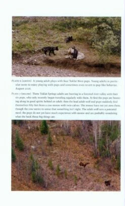 Among Wolves -Rode Sales Store 207448 3