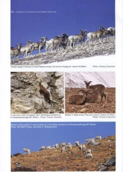 The Mammals Of North East India -Rode Sales Store 207771 4