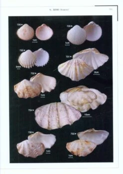 Color Atlas Of Economic Molluscs From The South China Sea [Chinese] -Rode Sales Store 207826 3