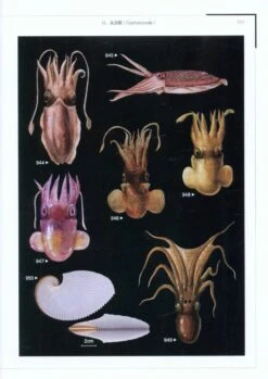 Color Atlas Of Economic Molluscs From The South China Sea [Chinese] -Rode Sales Store 207826 4
