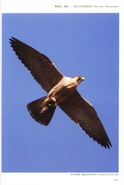 Field Guide To The Birds Of China (3-Volume Set) [Chinese] -Rode Sales Store 208109 5