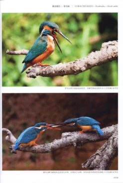 Field Guide To The Birds Of China (3-Volume Set) [Chinese] -Rode Sales Store 208109 6