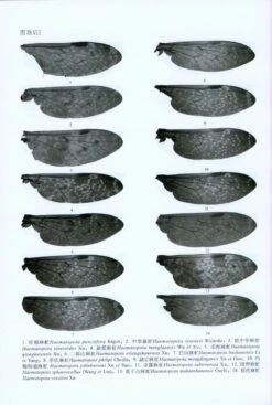 Fauna Sinica: Insecta, Volume 59: Diptera: Tabanidae [Chinese] -Rode Sales Store 208193 4