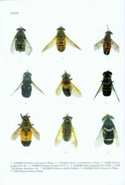 Fauna Sinica: Insecta, Volume 59: Diptera: Tabanidae [Chinese] -Rode Sales Store 208193 5