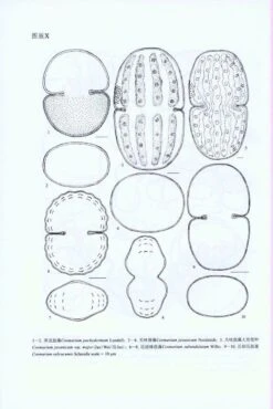 Flora Algarum Sinicarum Aquae Dulcis, Volume 17: Chlorophyta: Desmidiales Desmidiaceae, Sectio II: Actinotaenium, Cosmarium, Cosmocladium [Chinese] -Rode Sales Store 208879 2