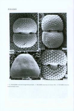 Flora Algarum Sinicarum Aquae Dulcis, Volume 17: Chlorophyta: Desmidiales Desmidiaceae, Sectio II: Actinotaenium, Cosmarium, Cosmocladium [Chinese] -Rode Sales Store 208879 4