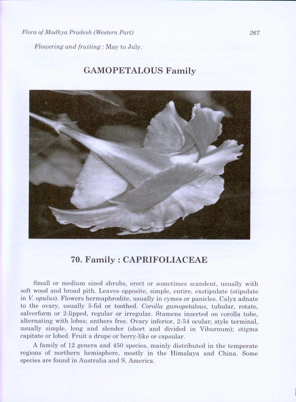 Flora Of Madhya Pradesh (Western Part) 3 Flora Of Madhya Pradesh (Western Part) - Image 3