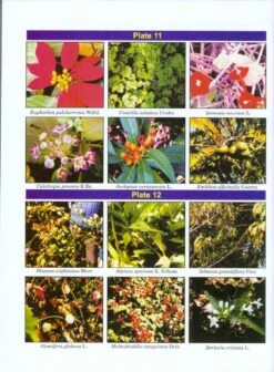 Flora Of Madhya Pradesh (Western Part) 8 Flora Of Madhya Pradesh (Western Part) -Rode Sales Store 209171 3