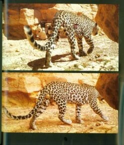 The Arabian Leopards Of Oman -Rode Sales Store 211249 4