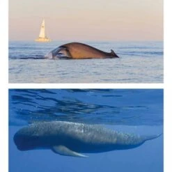 Cétacés En Méditerranée -Rode Sales Store 211443 2