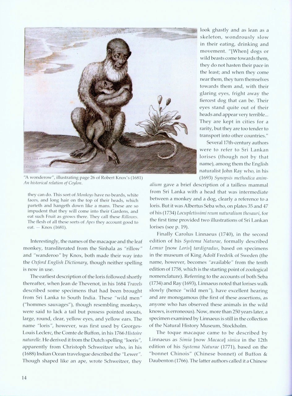 Sri Lankan Primates 2 Sri Lankan Primates - Image 2
