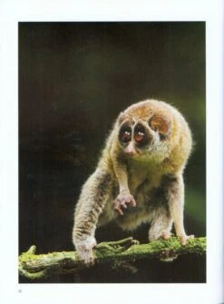 Sri Lankan Primates 7 Sri Lankan Primates -Rode Sales Store 212014 2