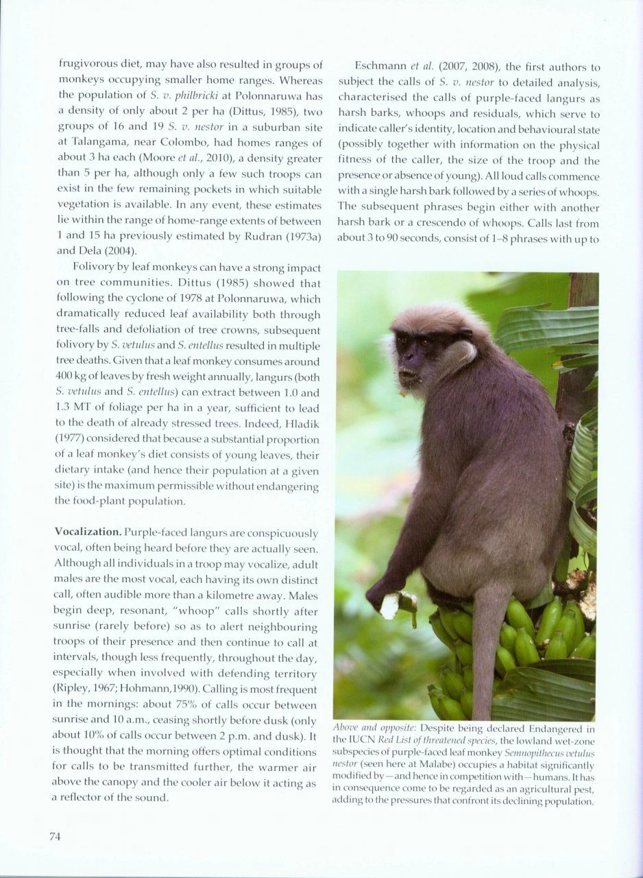 Sri Lankan Primates 4 Sri Lankan Primates - Image 4