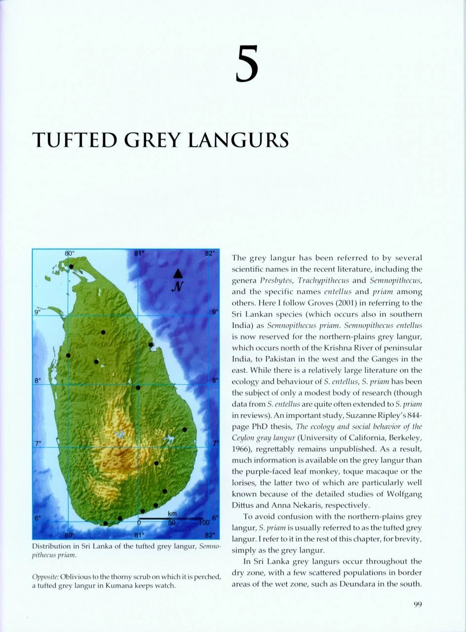 Sri Lankan Primates 5 Sri Lankan Primates - Image 5