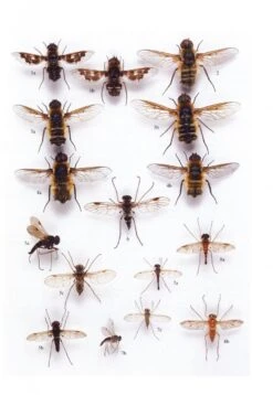 British Soldierflies And Their Allies -Rode Sales Store 212408 4