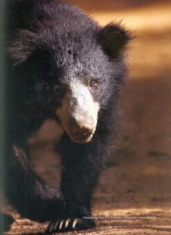 The Mammals Of Sri Lanka -Rode Sales Store 212419 07