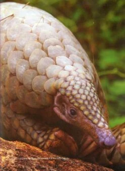 The Mammals Of Sri Lanka -Rode Sales Store 212419 08