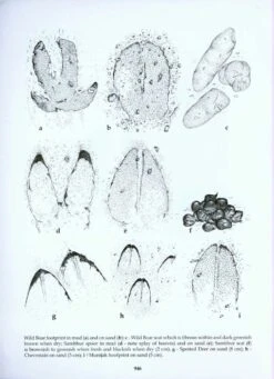 The Mammals Of Sri Lanka -Rode Sales Store 212419 11