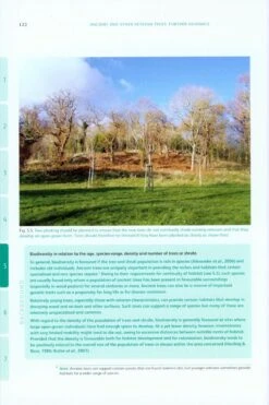 Ancient And Other Veteran Trees -Rode Sales Store 212797 3