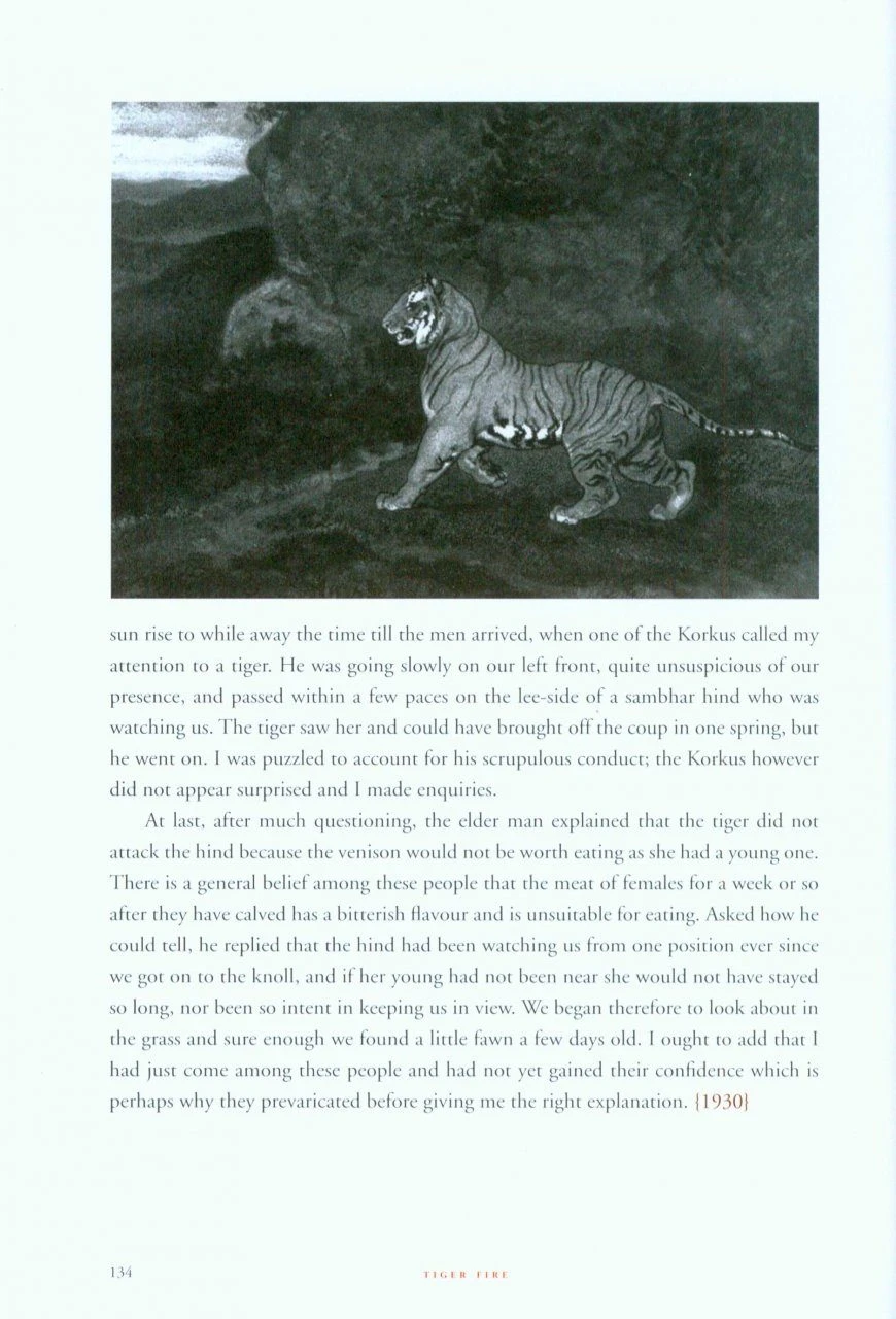 Tiger Fire 2 Tiger Fire - Image 2