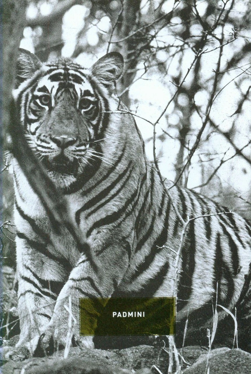 Tiger Fire 4 Tiger Fire - Image 4