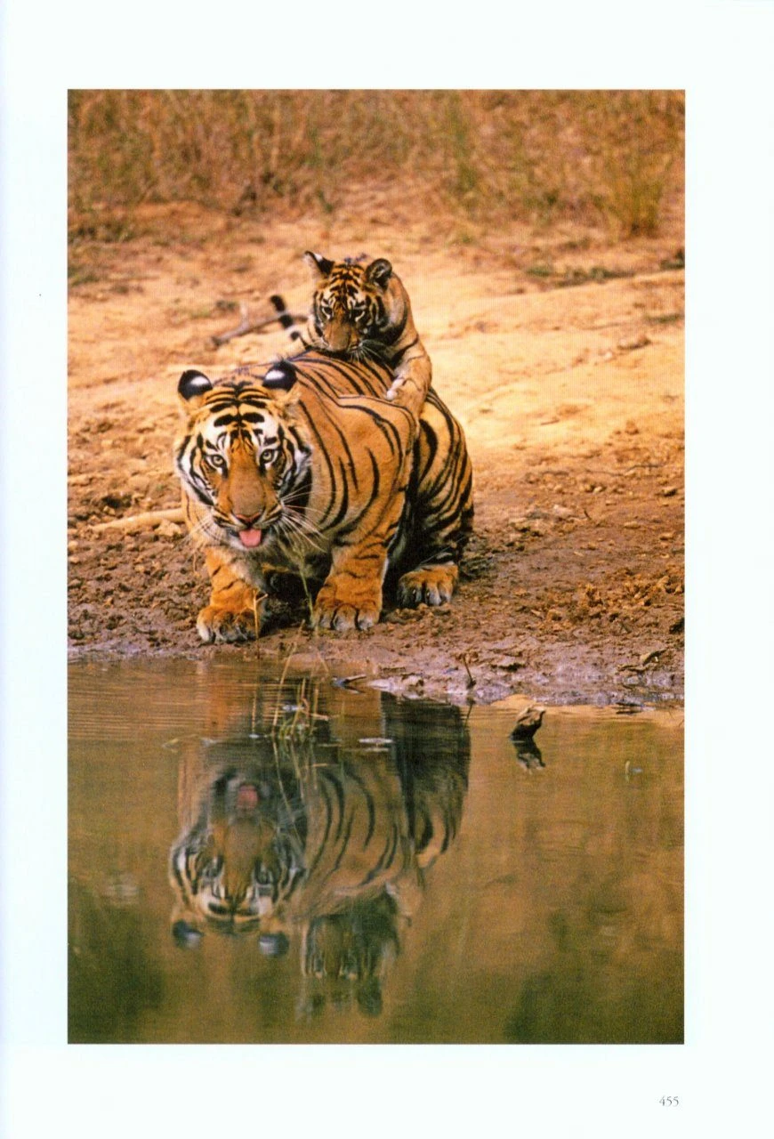 Tiger Fire 5 Tiger Fire - Image 5