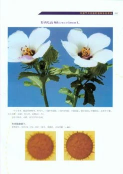 Color Atlas Of Air-Borne Pollens And Plants In China [Chinese] -Rode Sales Store 213718 3