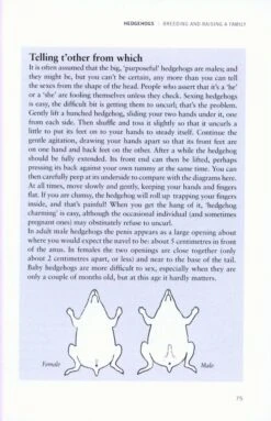 Hedgehogs -Rode Sales Store 213869 2