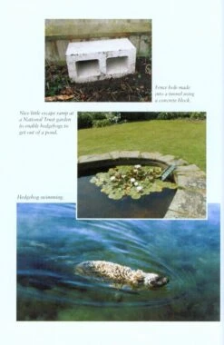 Hedgehogs -Rode Sales Store 213869 4