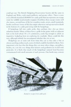 Hedgehogs -Rode Sales Store 213869 5