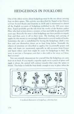 Hedgehogs -Rode Sales Store 213869 6