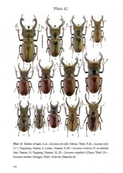Stag Beetles Of China, Volume 1 -Rode Sales Store 214333 2
