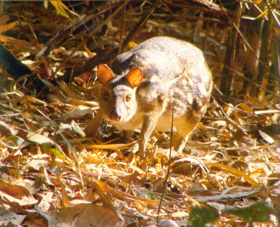 The Wild Mammals Of Maharashtra 2 The Wild Mammals Of Maharashtra - Image 2