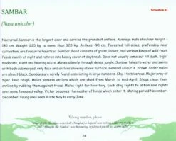 The Wild Mammals Of Maharashtra 7 The Wild Mammals Of Maharashtra -Rode Sales Store 214799 2