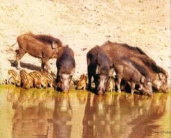 The Wild Mammals Of Maharashtra 8 The Wild Mammals Of Maharashtra -Rode Sales Store 214799 3