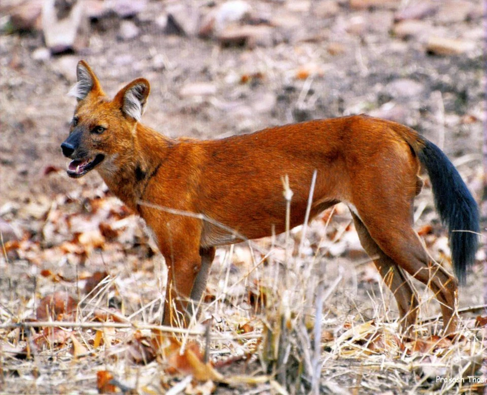 The Wild Mammals Of Maharashtra 5 The Wild Mammals Of Maharashtra - Image 5