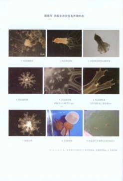 Biological Research On The Large Jellyfish From Bohai Sea And Northern Yellow Sea [Chinese] -Rode Sales Store 215649 4