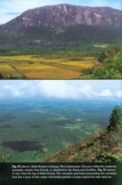 Swiftlets Of Borneo -Rode Sales Store 216245 3