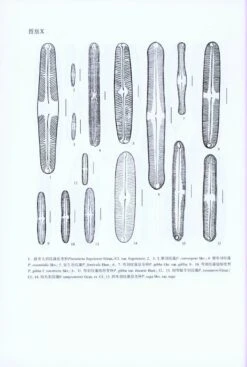 Flora Algarum Sinicarum Aquae Dulcis, Volume 19: Bacillariophyta: Naviculaceae (II) [Chinese] -Rode Sales Store 216303 3