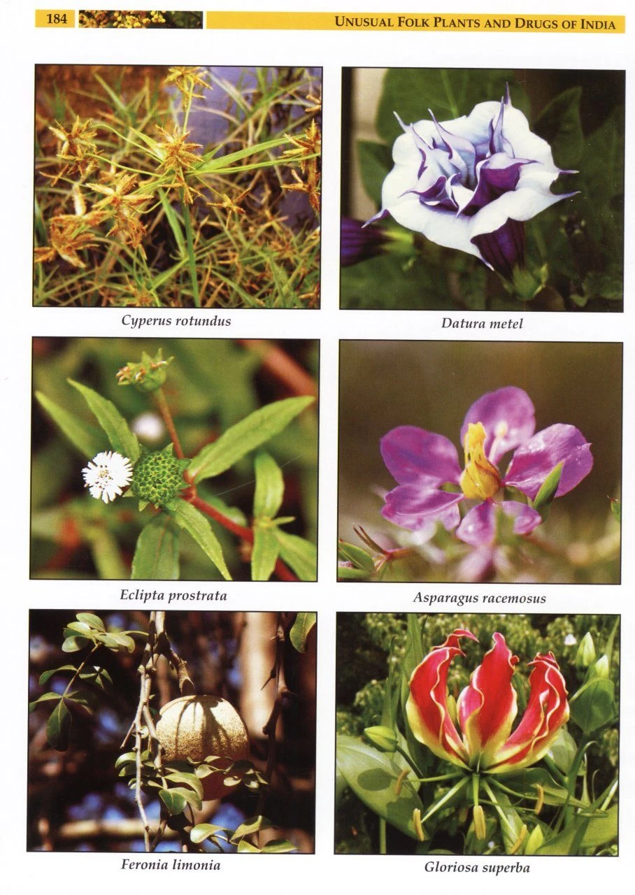 Unusual Folk Plants And Drugs Of India 3 Unusual Folk Plants And Drugs Of India - Image 3