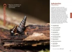 Suomen Kotilot Ja Etanat [Snails And Slugs Of Finland] -Rode Sales Store 216537 6