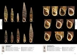 Suomen Kotilot Ja Etanat [Snails And Slugs Of Finland] -Rode Sales Store 216537 7