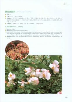 Camellias Of China [English / Chinese] -Rode Sales Store 217717 4