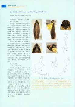 Bamboo-Feeding Leafhoppers In China [Chinese] -Rode Sales Store 217718 3