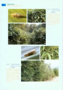 Bamboo-Feeding Leafhoppers In China [Chinese] -Rode Sales Store 217718 4