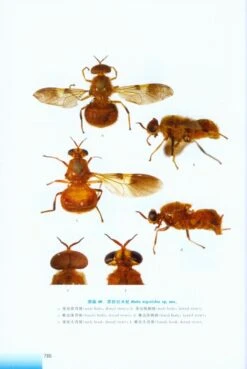 Stratiomyoidea Of China [Chinese] -Rode Sales Store 217919 4