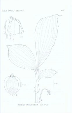 Orchids Of Odisha -Rode Sales Store 218856 2