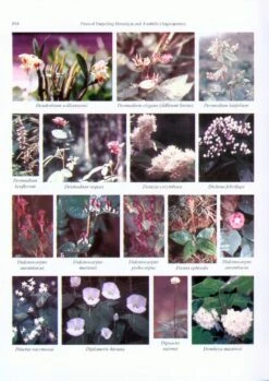 Flora Of Darjeeling Himalayas And Foothills (Angiosperms) -Rode Sales Store 219088 3